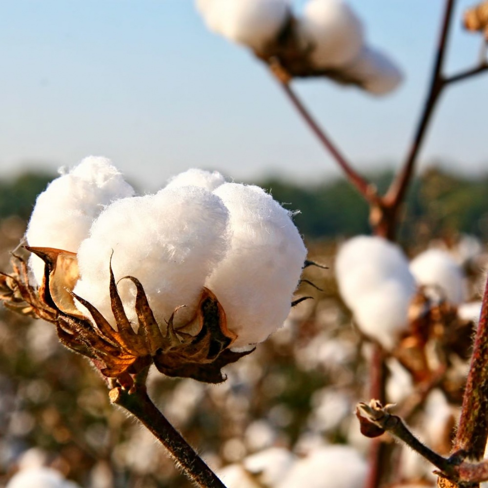 Raw cotton - a gyapot eredeti színe